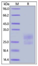 Mouse ICOS (C137S, C138S), His Tag on SDS-PAGE under reducing (R) condition. The gel was stained overnight with Coomassie Blue. The purity of the protein is greater than 90%.